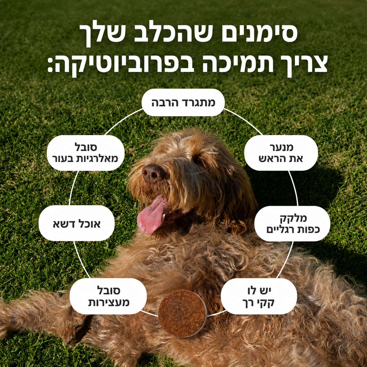 חטיפי פרוביוטיקה לכלבים