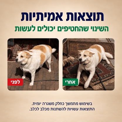 חטיפים לניהול משקל אצל כלבים